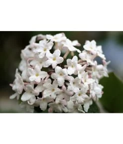 Mittelmeer-Schneeball, Stämmchen