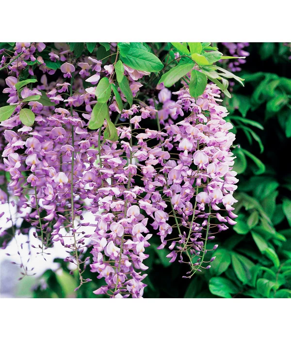 Chinesischer Blauregen - Wisterie, Rosa 2 Chinesischer Blauregen - Wisterie, Rosa – Bild 2