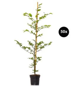 10 Meter Rotbuche, 50 X Ca. 100-125 Cm