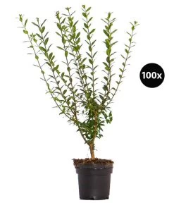 25 Meter Wintergrüner Liguster 'Atrovirens', 100 X Ca. 60-100 Cm