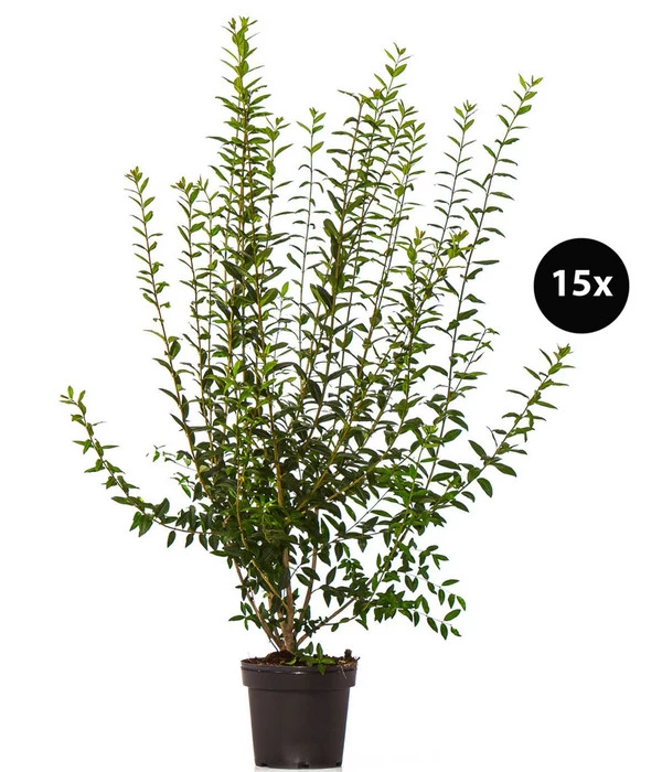 5 Meter Wintergrüner Liguster 'Atrovirens', 15 X Ca. 100-150 Cm 1 5 Meter Wintergrüner Liguster 'Atrovirens', 15 X Ca. 100-150 Cm