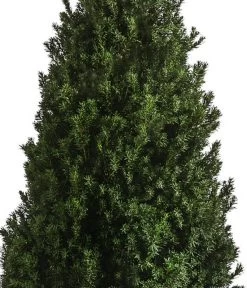 XXL Kegel-Eibe 'Hillii', Ca. 125-150 Cm 5 XXL Kegel-Eibe 'Hillii', Ca. 125-150 Cm -Gartenpflanzen Verkauf 7550650 WE DE 001 TaxusMediaHilly