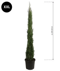 XXL Säulen-Zypresse, Ca. 200-220 Cm -Gartenpflanzen Verkauf 7550734 WE BG 001 SaulenzypresseXXL