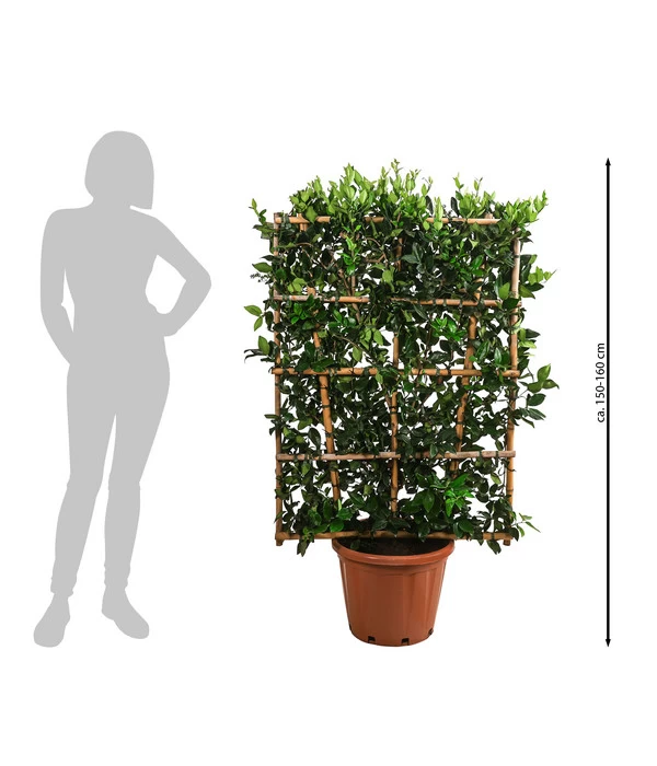 Liguster 'Texanum', Ca. 150-160 Cm 2 Liguster 'Texanum', Ca. 150-160 Cm – Bild 2