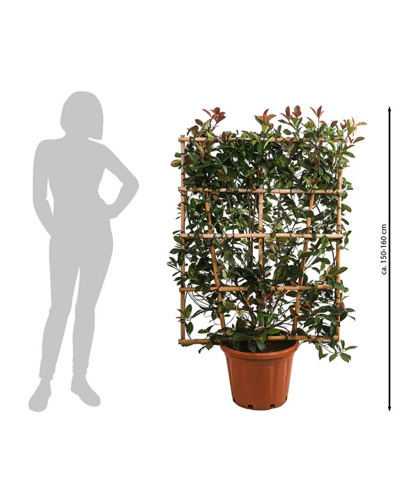 Purpur-Glanzmispel 'Red Robin', Ca. 150-160 Cm 2 Purpur-Glanzmispel 'Red Robin', Ca. 150-160 Cm – Bild 2