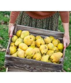 Apfelquitte 5 Apfelquitte -Gartenpflanzen Verkauf 7604978 WE MO 001 Quittenkorb 1