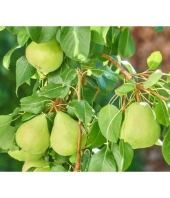 Zwergbirne 'Luisa' -Gartenpflanzen Verkauf 7611999 WE DE 003 PyrusZwergbirneBirnePixabay