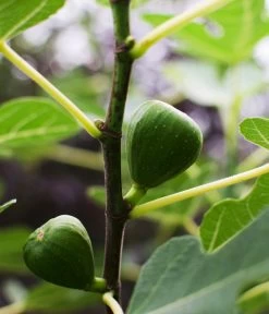 Bio Echte Feige 'Gustissimo® Perretta®' -Gartenpflanzen Verkauf 7612666 WE DE 001 FicusFeigeBioGustissimoPerrettaAllgreen