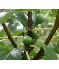 Bio Echte Feige 'Gustissimo® Perretta®'