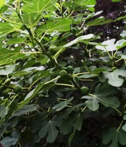 Bio Echte Feige 'Gustissimo® Perretta®' -Gartenpflanzen Verkauf 7612666 WE DE 003 FicusFeigeBioGustissimoPerrettaAllgreen