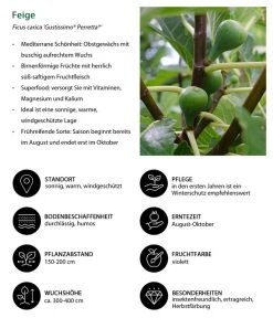 Bio Echte Feige 'Gustissimo® Perretta®' -Gartenpflanzen Verkauf 7612666 WE IG 001 FeigeFicuscaricaGustissimiPerretta
