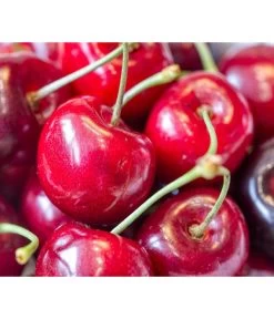 Bio Süßkirsche 'Kordia'