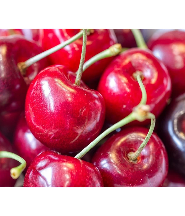 Bio Süßkirsche 'Kordia' 1 Bio Süßkirsche 'Kordia'
