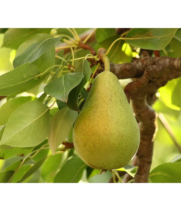 Bio Sommerbirne 'Gute Luise' 1 Bio Sommerbirne 'Gute Luise'