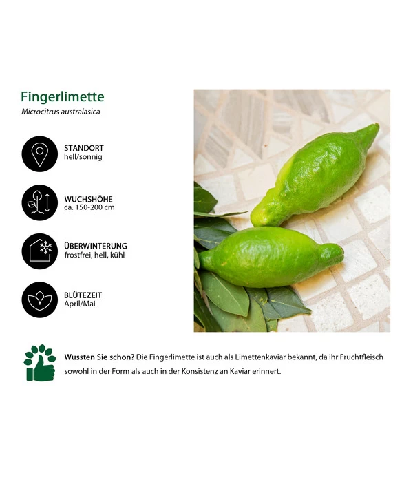 Dehner Gourmet Garten Fingerlimette 3 Dehner Gourmet Garten Fingerlimette – Bild 3