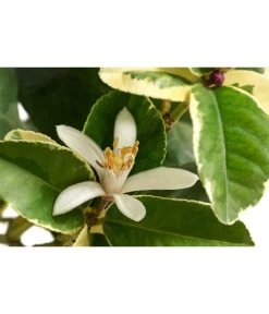 Weißbunte Zitrone 'Variegata' 8 Weißbunte Zitrone 'Variegata' -Gartenpflanzen Verkauf 7623051 WE DE 001 CitrusZitroneVariegataT20