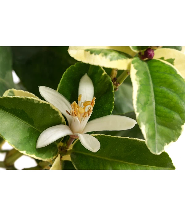 Weißbunte Zitrone 'Variegata' 4 Weißbunte Zitrone 'Variegata' – Bild 4