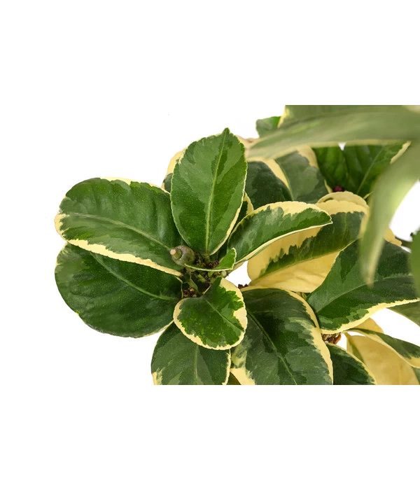 Weißbunte Zitrone 'Variegata' 5 Weißbunte Zitrone 'Variegata' – Bild 5