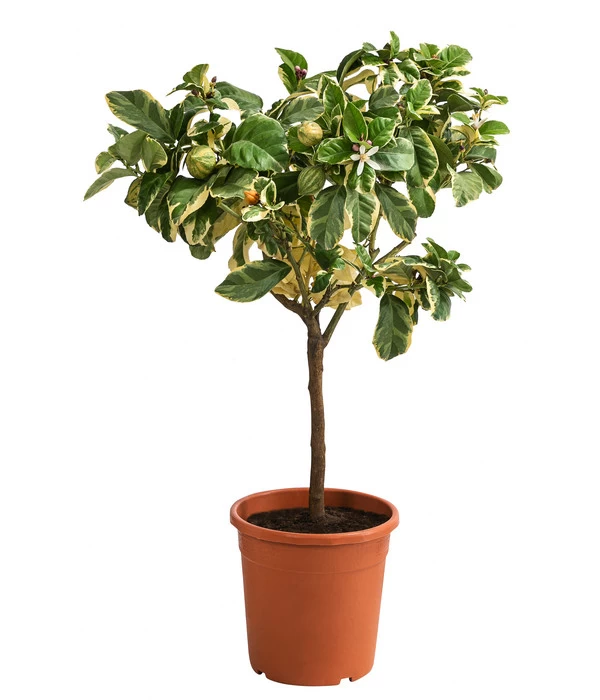 Weißbunte Zitrone 'Variegata' 1 Weißbunte Zitrone 'Variegata'