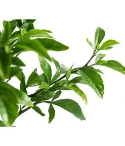 Winterharte Zitrone -Gartenpflanzen Verkauf 7623069 WE DE 002 CitrusPoncirusWinterharteZitroneT20