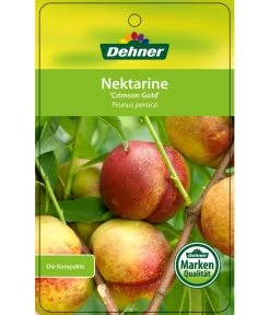 Nektarine 'Crimson Gold' -Gartenpflanzen Verkauf 7626005 NektarineCrimsonGold Etikett 1