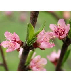 Nektarine 'Crimson Gold' -Gartenpflanzen Verkauf 7626005 PR DE 002 PrunusNektarineCrimsonGoldBluetePixabay