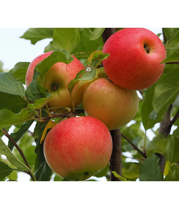 Winterapfel 'Ecolette' (S) 1 Winterapfel 'Ecolette' (S)