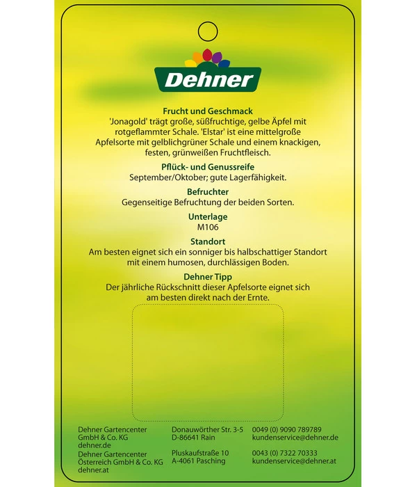 Apfel-Duo 'Jonagold'/'Elstar' 5 Apfel-Duo 'Jonagold'/'Elstar' – Bild 5