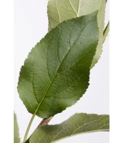 Apfel-Duo 'Jonagold'/'Elstar' 7 Apfel-Duo 'Jonagold'/'Elstar' -Gartenpflanzen Verkauf 7639248 PR DE 001 ApfelElstarJonagoldDuoMalus95LiterDehnerExpressZS