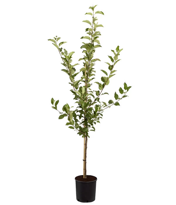 Apfel-Duo 'Jonagold'/'Elstar' 2 Apfel-Duo 'Jonagold'/'Elstar' – Bild 2