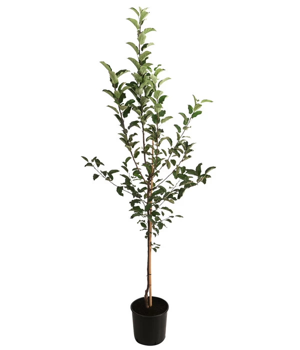 Apfel-Duo 'Gala'/'Elstar' 2 Apfel-Duo 'Gala'/'Elstar' – Bild 2