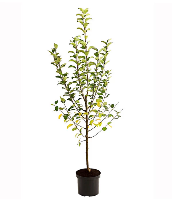 Apfel-Duo 'Goldparmäne'/'Alkmene' 2 Apfel-Duo 'Goldparmäne'/'Alkmene' – Bild 2