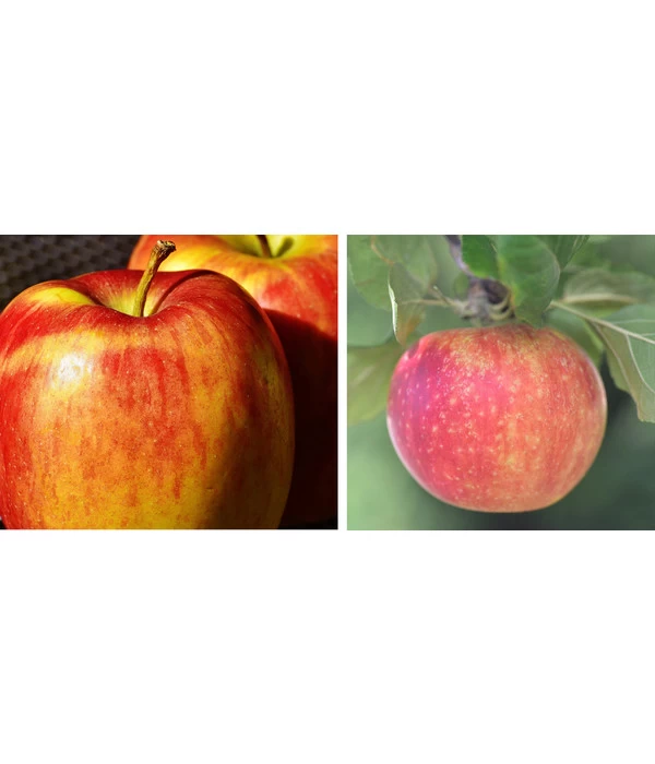 Apfel-Duo 'Goldparmäne'/'Alkmene' 1 Apfel-Duo 'Goldparmäne'/'Alkmene'