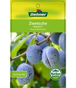 Zwetschge 'Haganta' -Gartenpflanzen Verkauf 7662257 ZwetscheHaganta Etikett 1