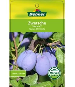 Zwetschge 'Haroma' -Gartenpflanzen Verkauf 7662703 ZwetscheHaroma Etikett 1