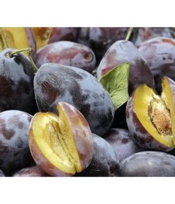 Zwetschgen-Duo 'Hauszwetsche'/'Oullins Reneklode' 6 Zwetschgen-Duo 'Hauszwetsche'/'Oullins Reneklode' -Gartenpflanzen Verkauf 7663586 PR DE 001 PrunusPflaumeHauszwetschgePixabay