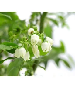 Heidelbeer-Drilling -Gartenpflanzen Verkauf 7665631 WE DE 001 VacciniumHeidelbeerDrilling10L