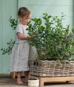 Heidelbeer-Drilling -Gartenpflanzen Verkauf 7665631 WE MO 001 HeidelbeerDrilling