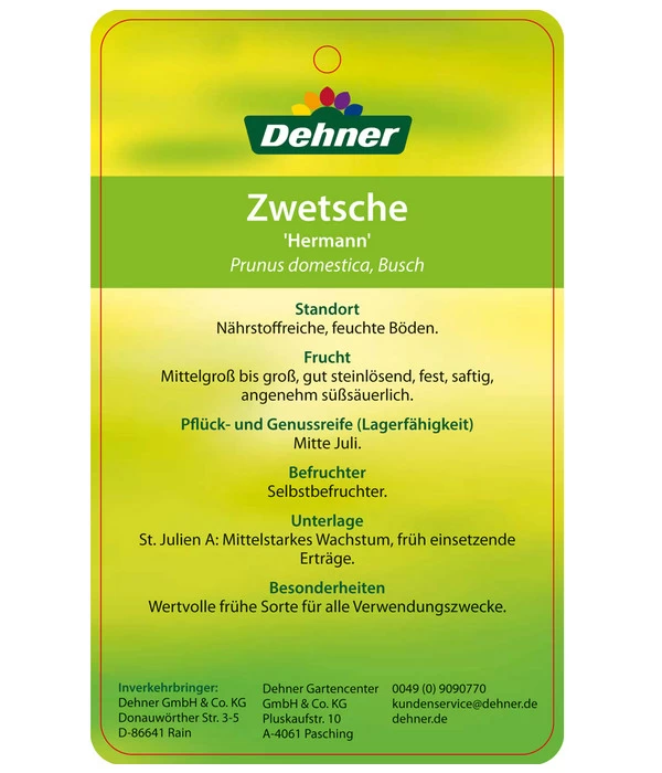 Zwetschge 'Hermann' 3 Zwetschge 'Hermann' – Bild 3