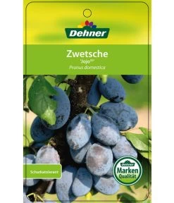 Zwetschge 'Jojo' -Gartenpflanzen Verkauf 7692635 ZwetscheJojo Etikett 1