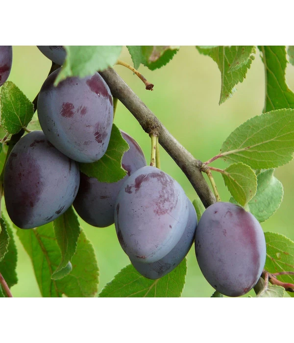 Zwetschge 'Katinka' 2 Zwetschge 'Katinka' – Bild 2