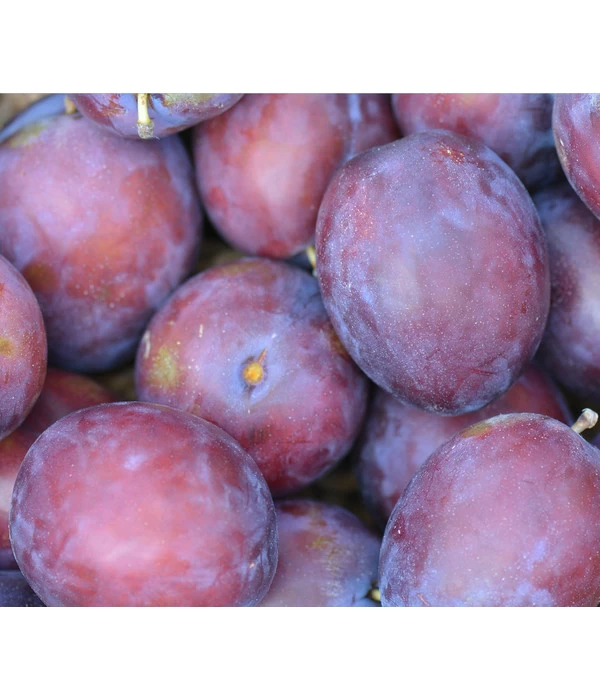 Zwetschge 'Katinka' 1 Zwetschge 'Katinka'