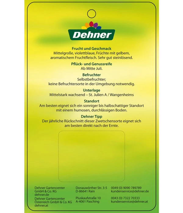 Zwetschge 'Katinka' 4 Zwetschge 'Katinka' – Bild 4