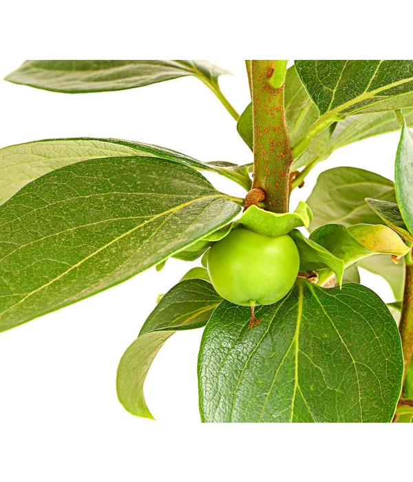 Dehner Kaki 'Rojo Brillante' - Kaki-Pflaume 'Rojo Brillante' 4 Dehner Kaki 'Rojo Brillante' - Kaki-Pflaume 'Rojo Brillante' – Bild 4