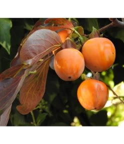 Gartenpflanzen Verkauf -Gartenpflanzen Verkauf 7693377 WE DE 005 KakiDiospyrosKakipflaumeRojoBrillante Pixabay