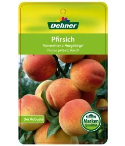 Dehner Pfirsich 'Kernechter Vom Vorgebirge' -Gartenpflanzen Verkauf 7695505 PfirsichKernechterVomVorgebirge Etikett 1