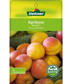 Aprikose 'Kuresia' -Gartenpflanzen Verkauf 7704158 AprikoseKuresia Etikett 1