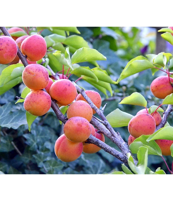 Gartenpflanzen Verkauf -Gartenpflanzen Verkauf
