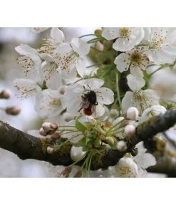 Süßkirsche 'Merchant' -Gartenpflanzen Verkauf 7710205 PR DE 002 PrunusSuesskirscheMerchantPixabay