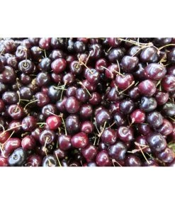 Süßkirsche 'Merchant' -Gartenpflanzen Verkauf 7710205 WE MO 002 KirscheMerchantPixabay